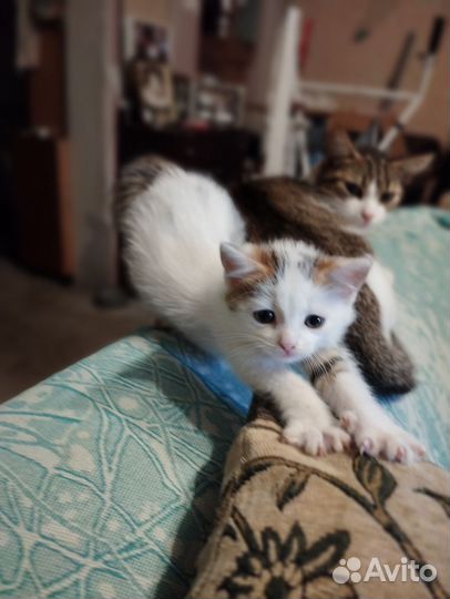 Котенок девочка