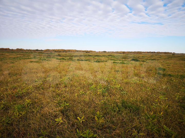 Участок 43 га (СНТ, ДНП)