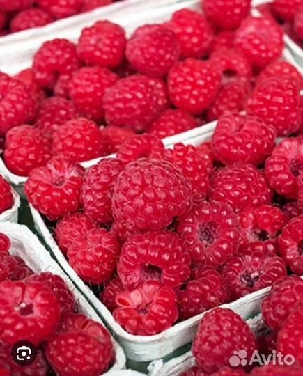 Малина свежая сладкая