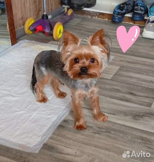 Йоркширский терьер вязка мальчик