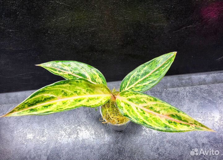 Аглаонема Aladdin, тайская