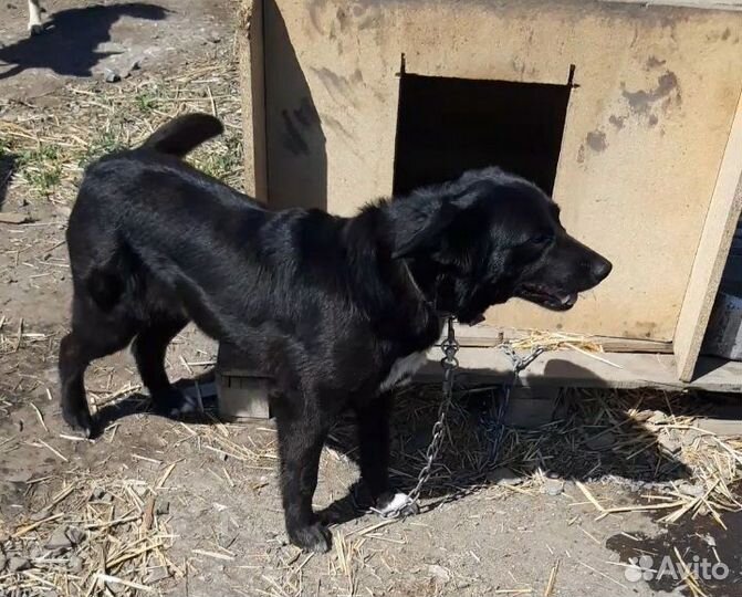 Собака в добрые руки