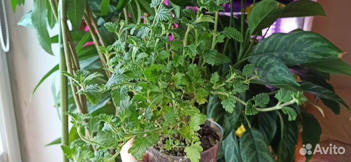 Вербена вегетативная ампельная