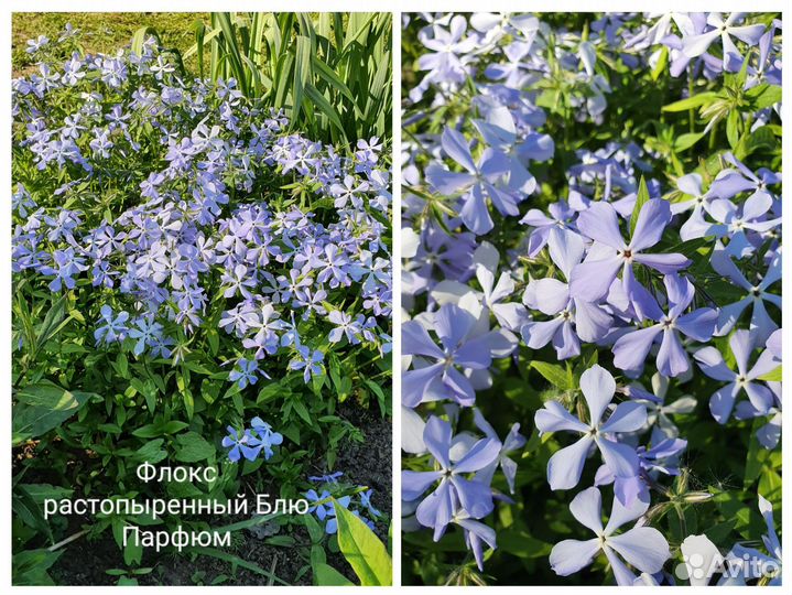 Флокс растопыренный Блю Парфюм