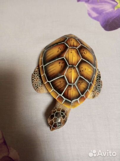 Шкатулка черепаха