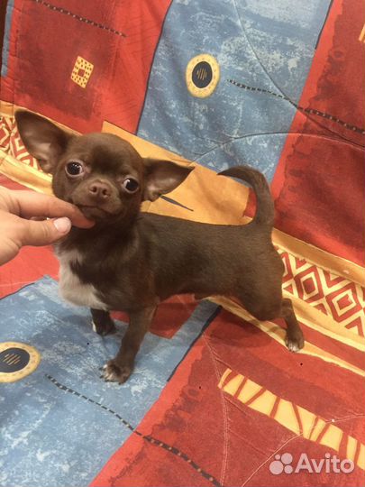 Чихуахуа Ласковый шоколад