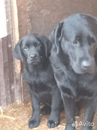 Щенки лабрадора из питомника
