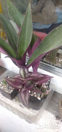 Комнатные растения