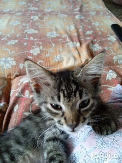 Отдам кота в добрые руки за символическую плату