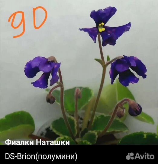 Детки сортовых фиалок