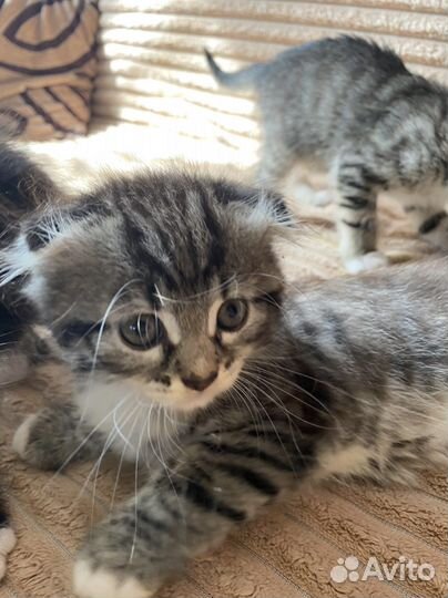 Вислоухие котята