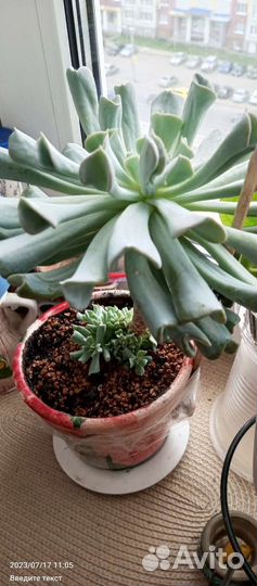 Эхверия Топси турви