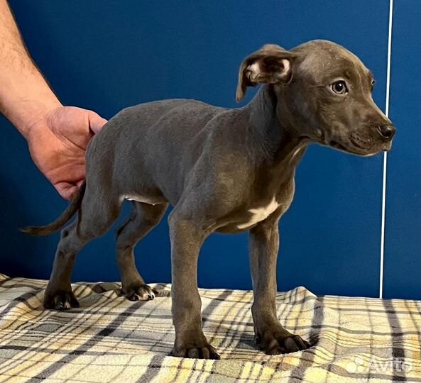 Прайтер девочки щенки