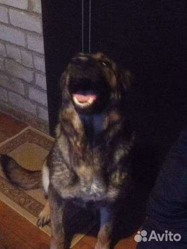 Чистокровные щенки вео