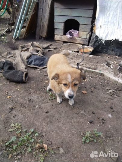 Щенок в добрые руки маленькой собаки