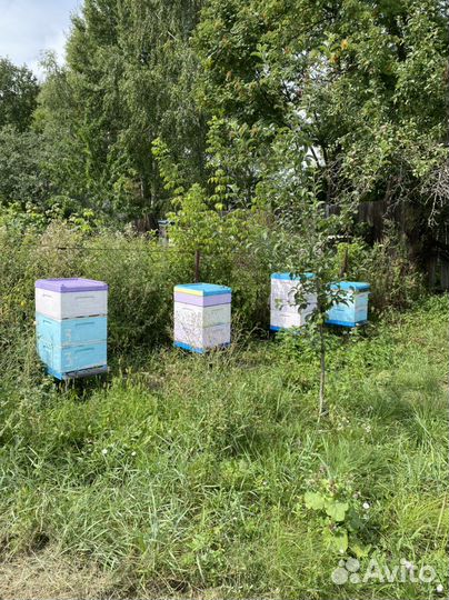 Мед гречишный 2022 года