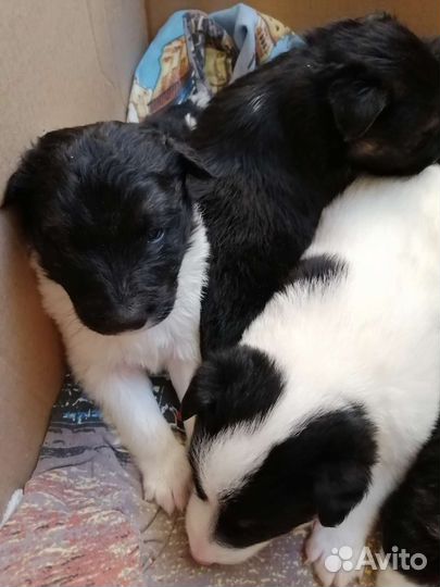 Собаки бесплатно в добрые руки