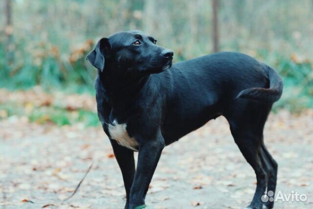 Собака в добрые руки