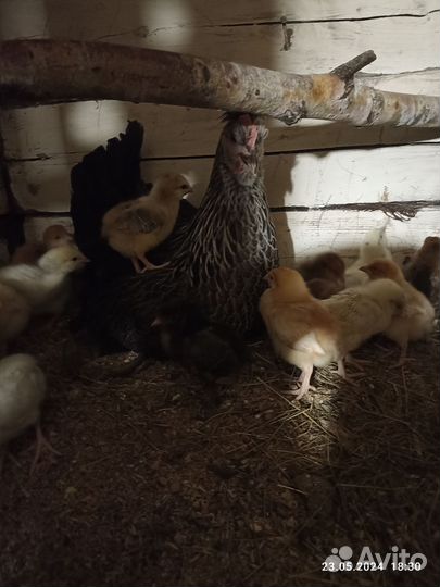 Инкубационное яйцо кур