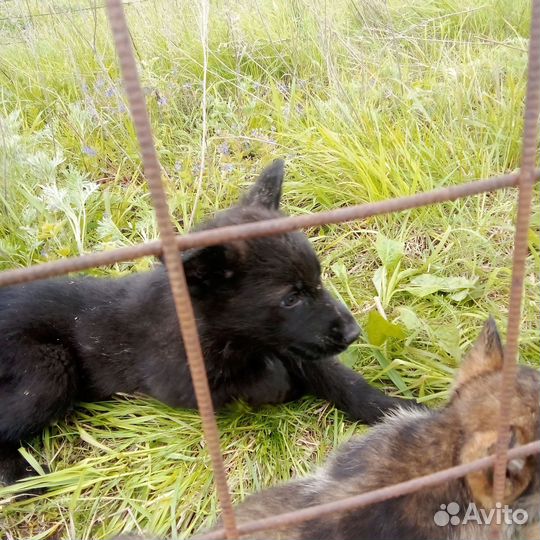 Немецкая овчарка