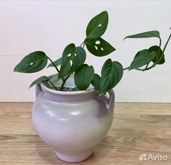 Комнатные декоративные растения