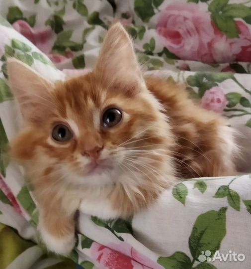 Кошка в дар бесплатно