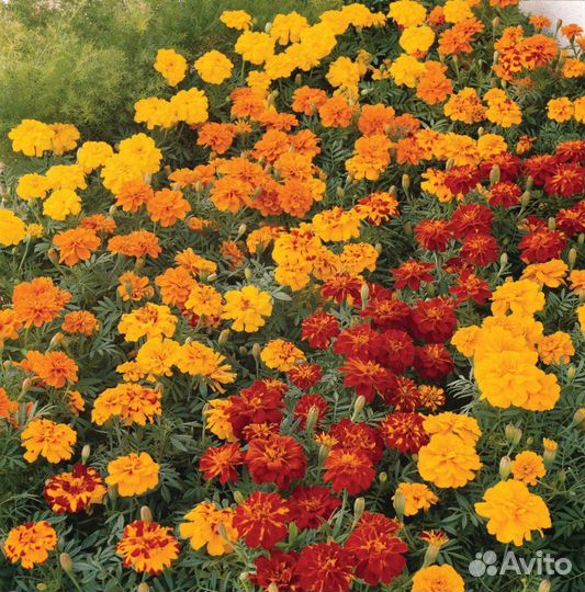 Рассада цветов бархатцы