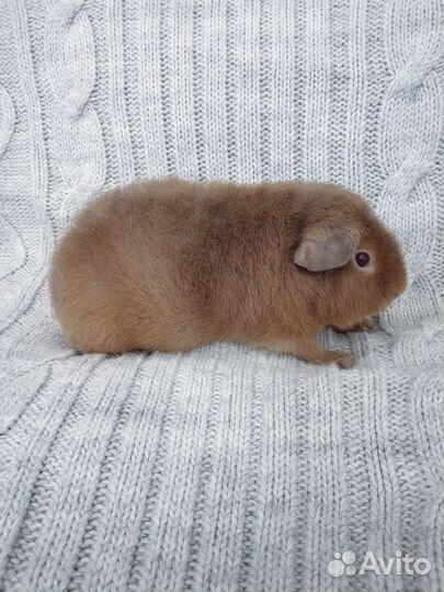 Морская свинка ам. тедди