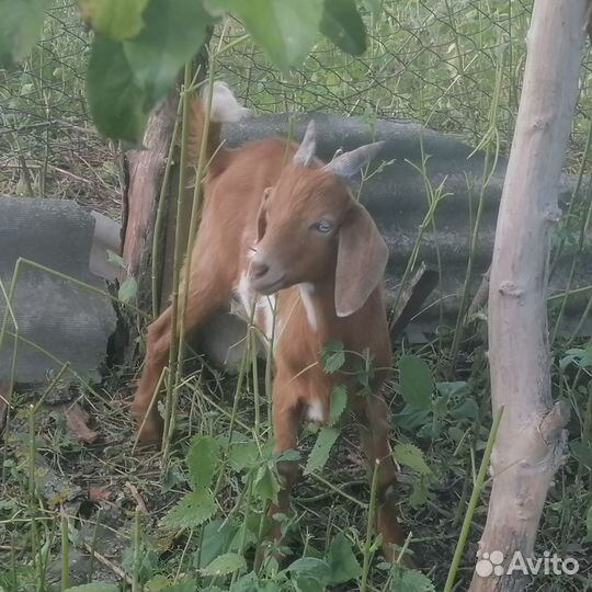 Англо нубийские козлики