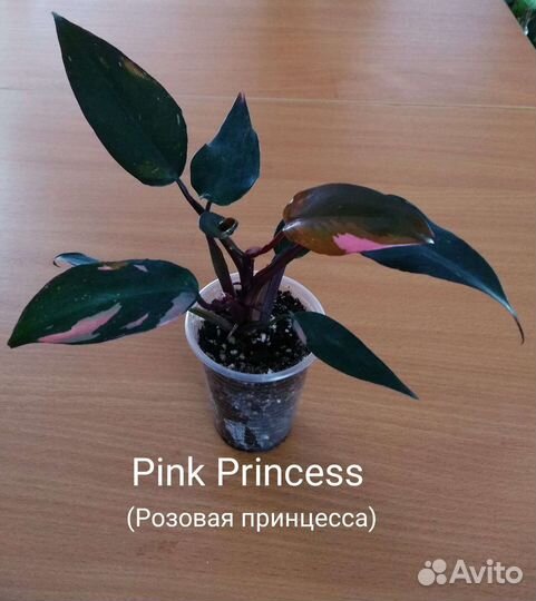 Филодендроны