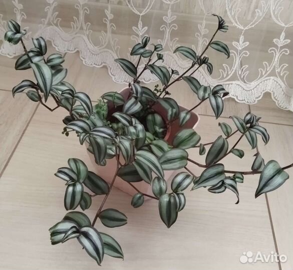 Традесканция