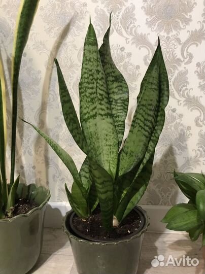 Сансевиерия Футура Робуста