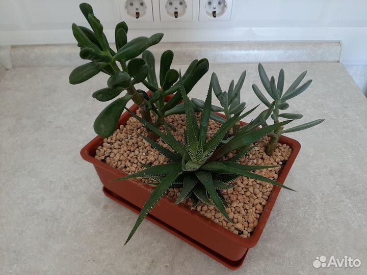 Садик из суккулентов