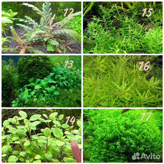 Аквариумные растения