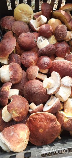 Грибы белые