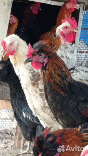 Молодые петухи