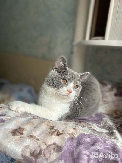 Британские котята
