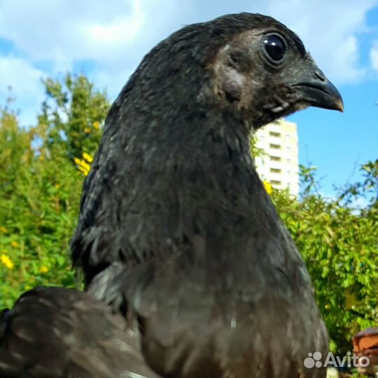 Куры Ухейилюй