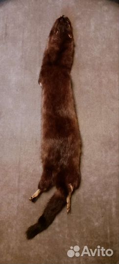 Шкурка животного