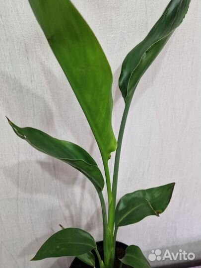 Стрелеция Регина