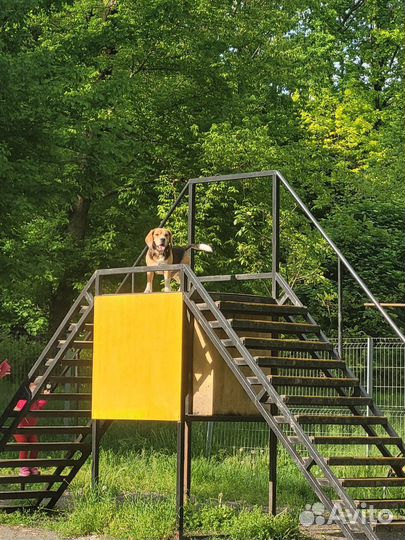 Мальчик Бигль ищет невесту на вязку