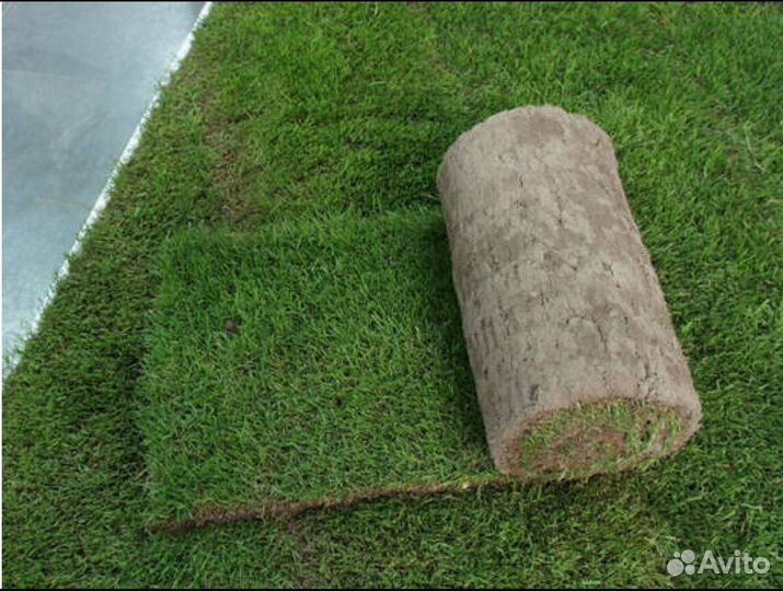 Газон рулонный Элитный