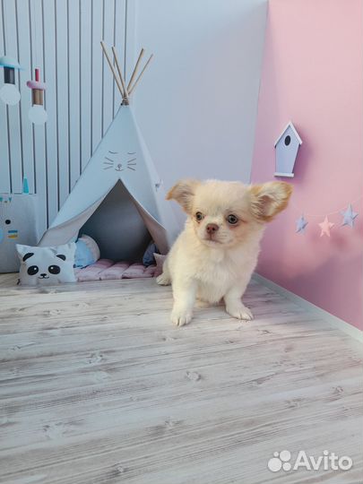 Мальчик чихуахуа