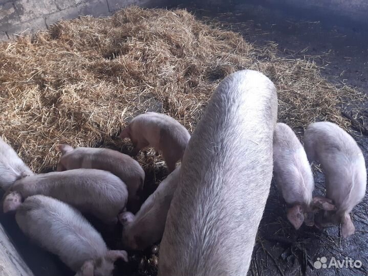 Поросята