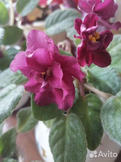 Фиалки цветущие, детки, листы