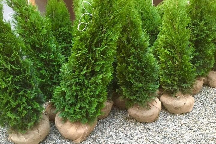 Туя западная оптом