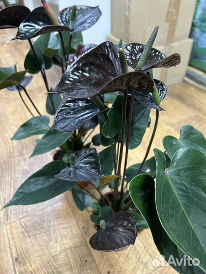 Антуриум черный