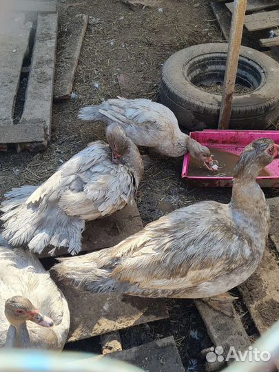 Мускусные утки