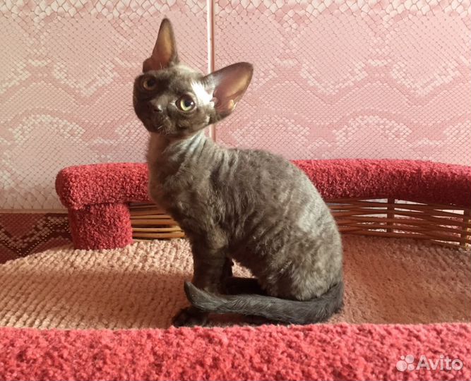 Котята девонята- счастье в доме