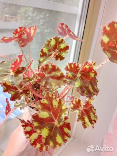 Бегония декоративно лиственная